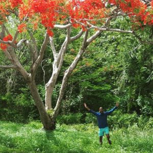 flamboyan-puerto-rico