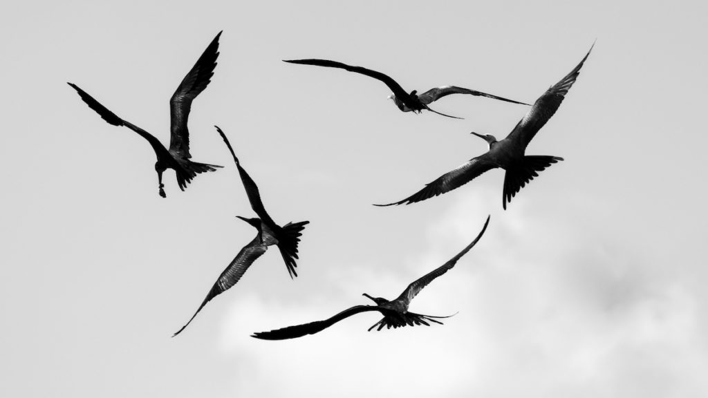 frigate birds fighting for breakfast