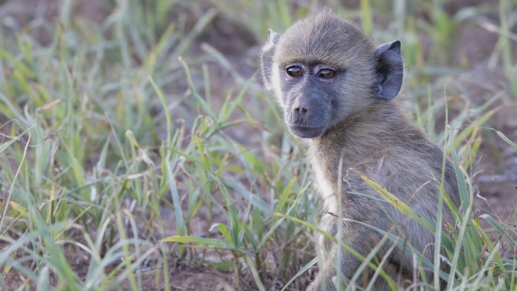 Infant baboon Lumo Community Wildlife Sanctuary