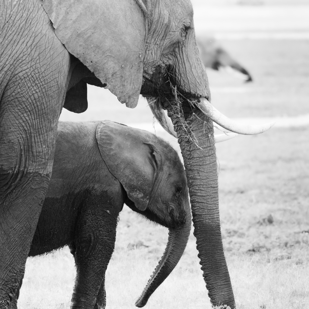 mom elephant and calf in Ambsosli National Park