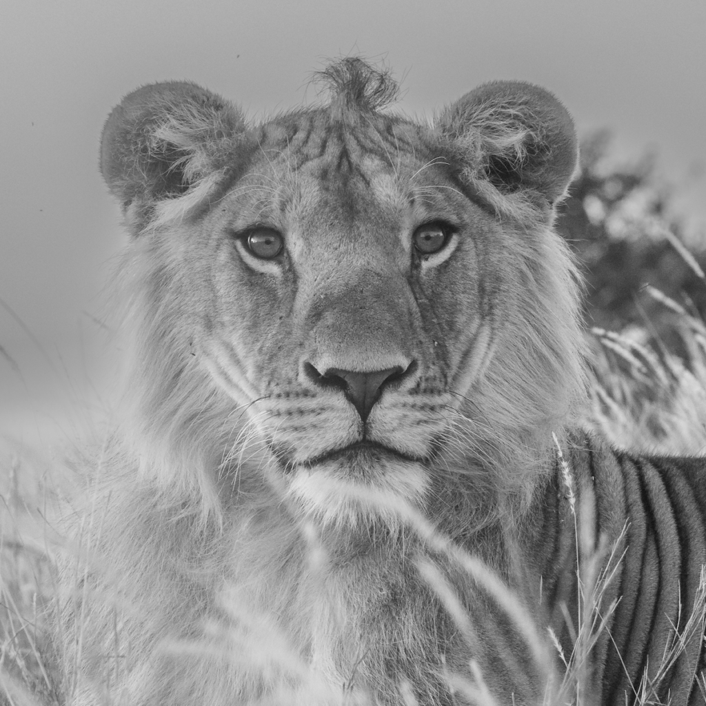 male lion lewa conservancy
