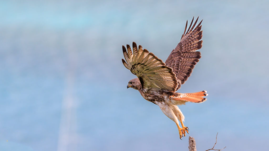 red tailed hawk