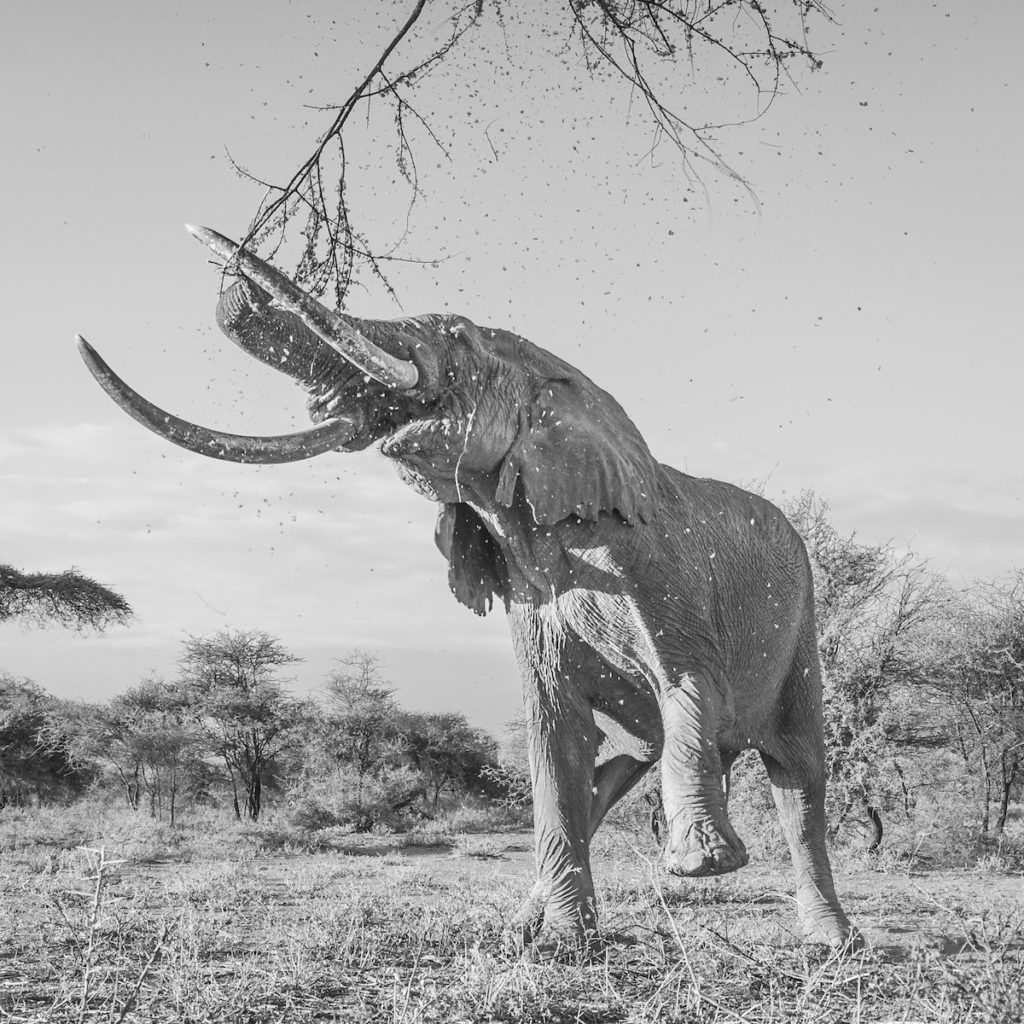 super tusker elephant kenya