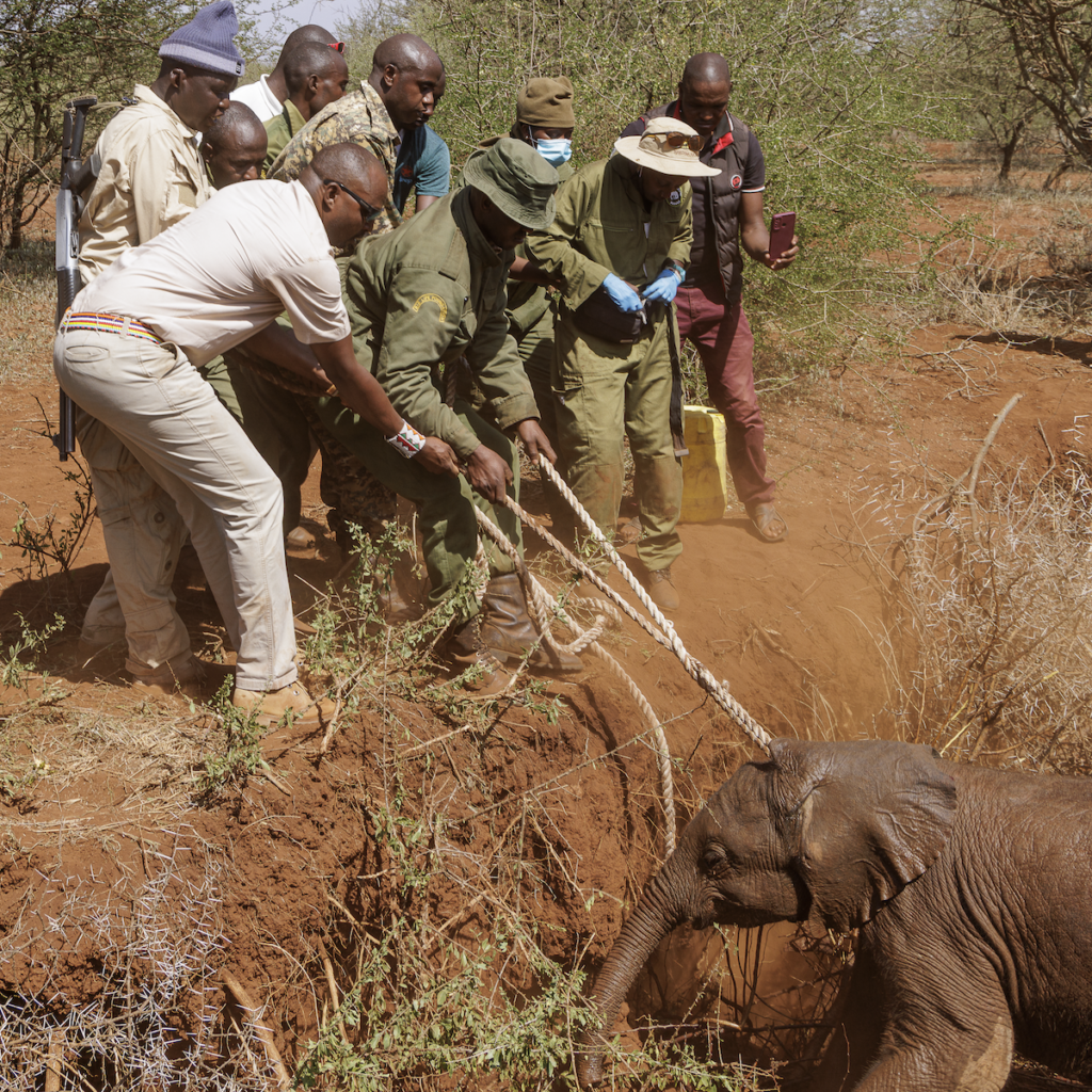 kenya wildlife service moving elephant