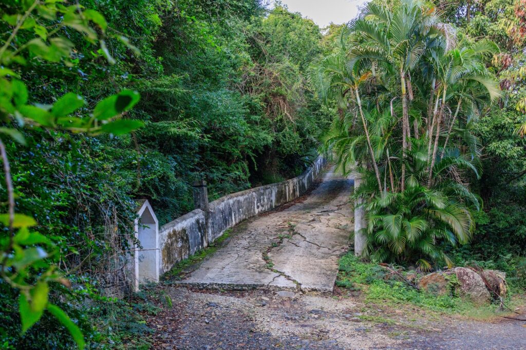 belmont tortola greenery