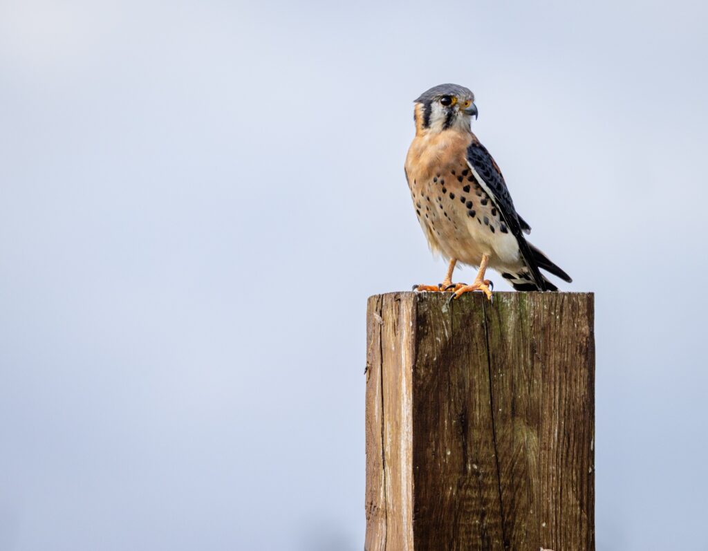  american kestrel tortola bvi by mark hayward