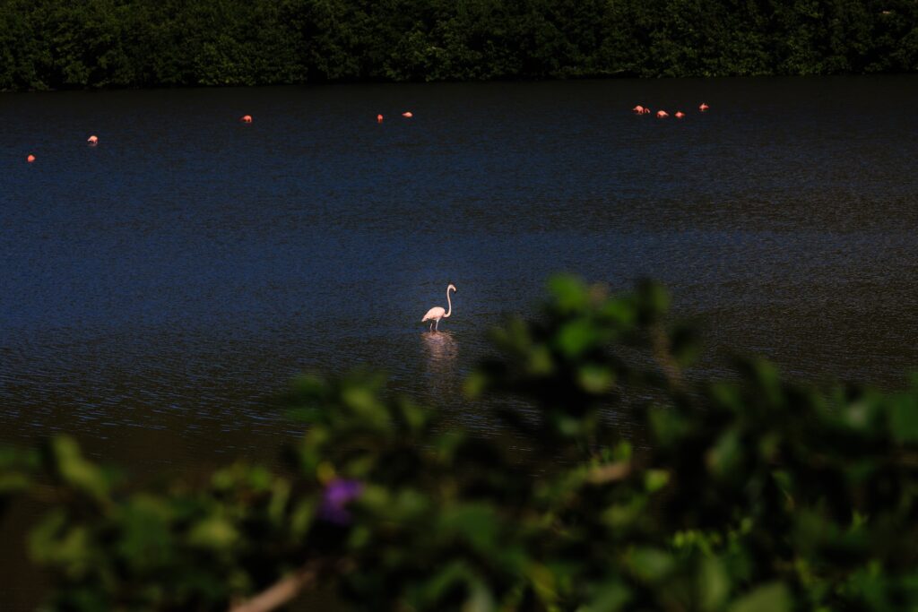 bvi humane society flamingo photo by mark hayward