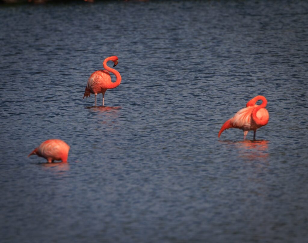 british virgin islands flamingo - photographer mark hayward 