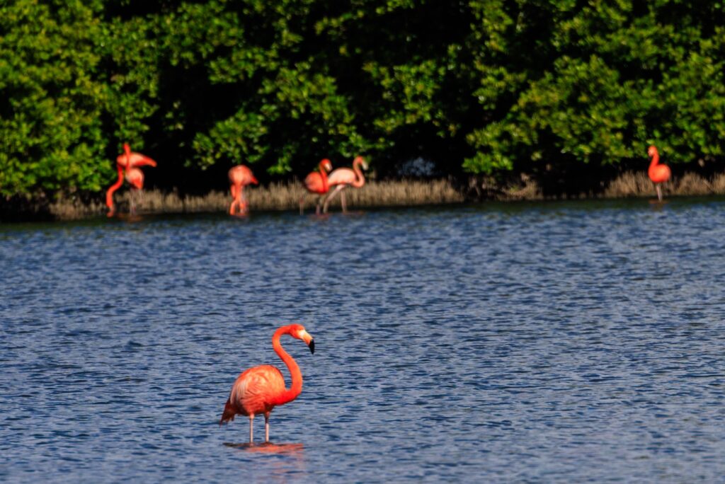 british virgin islands solo flamingo by photographer mark hayward 