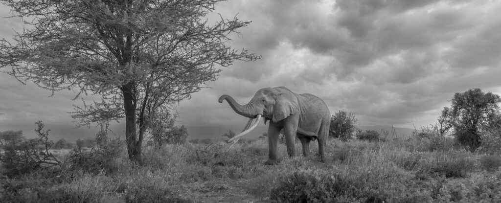 kenya super tusker craig photo by mark hayward