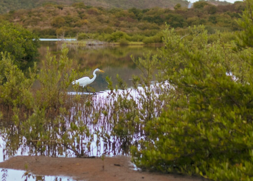 Egret at Beef Island Salt Pond in Tortola, BVI