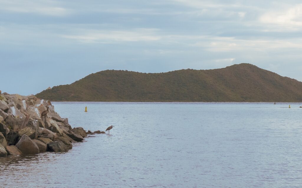 Heron at Trellis Bay on Beef Island Tortola captured by a professional BVI photographer.