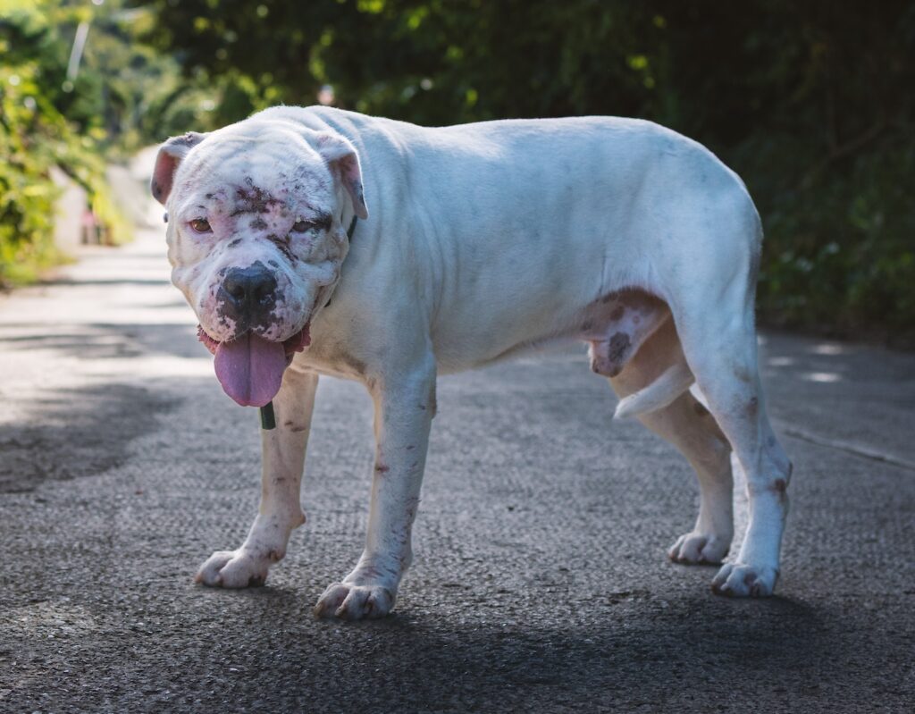 Humane Society of the BVI, photo Mark Hayward