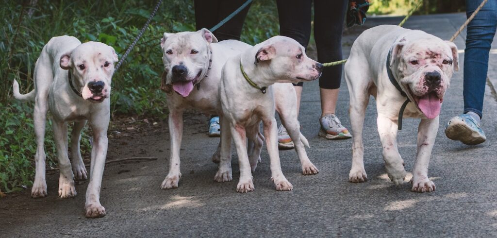 Humane Society of the BVI dog family, photo Mark Hayward