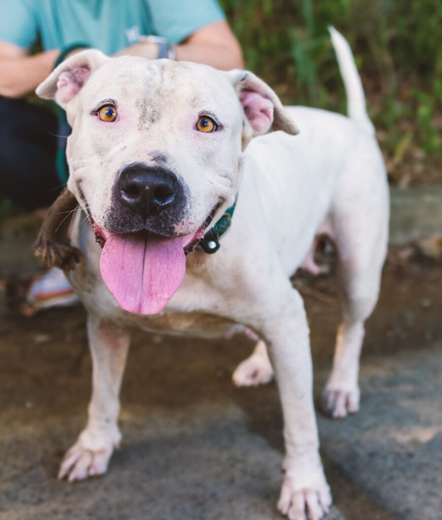 Humane Society of the BVI momma dog, photo Mark Hayward