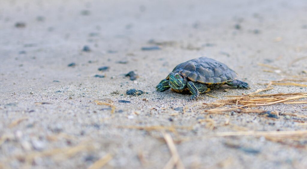 Turtle Crossing the Road Beef Island Tortola